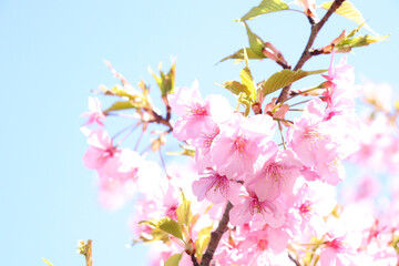 Obraz na płótnie Canvas 桜 かわいい サクラ 美しい桜 満開 淡い 美しい 春 穏やか 入学 卒業 新生活 花びら