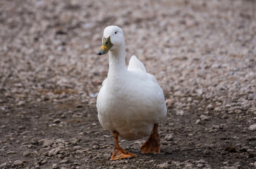 Comical Ducks
