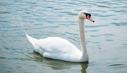 Obraz premium Graceful Swans