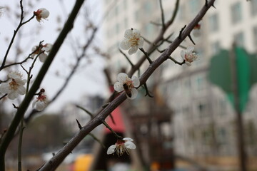 Plum Blossom in spring