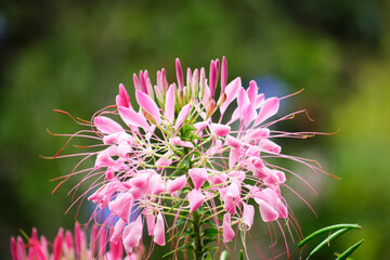 full crowning pink against green