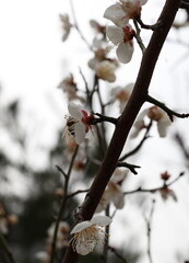 Plum Blossom in spring