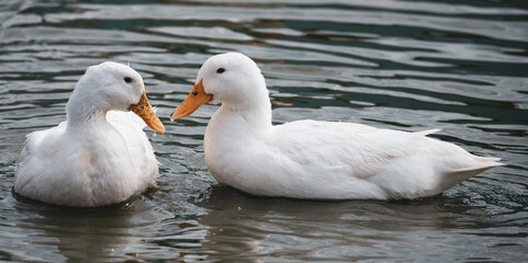 Comical Ducks