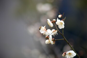 Plum Blossom in spring