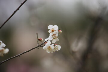 Plum Blossom in spring