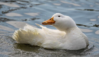 Comical Ducks
