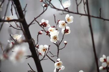 Plum Blossom in spring
