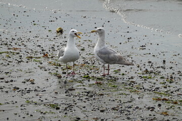 two seagulls at Alki beach in Seattle, Washington, USA.