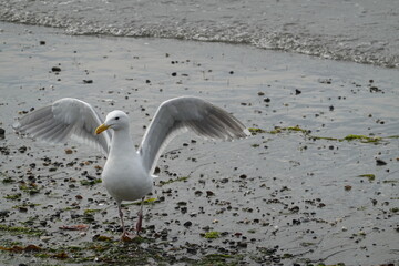 Herring Gull. These are the birds we generally think of as 'seagulls'.