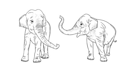 Elephants isolated on white background. Realistic elephant family. Sketch vector illustration