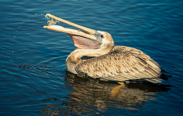 Pelicans of Surf City, NC