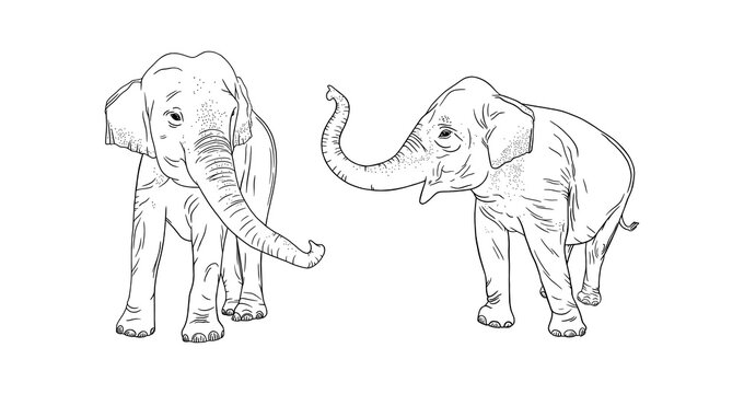 Elephants isolated on white background. Realistic elephant family. Sketch vector illustration