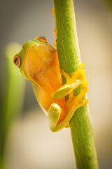 Beautiful green tree frog
