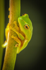 Beautiful green tree frog