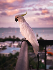Gorgeous cockatoo sitting on a balcony at sunset in Airlie Beach, Queensland, Australia © Mel Campbell
