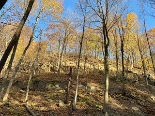autumn forest in the morning