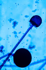 Characteristics of Rhizopus is a genus of common saprophytic fungi on Slide under the microscope for education.
