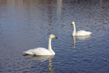 Naklejka premium 厳しい寒さを避けて越冬で飛来地へと渡ってきた、美しい白い羽毛のオオハクチョウ