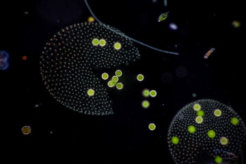 Volvox in drop of water under the microscope for classroom education.
