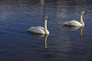 Obraz premium 厳しい寒さを避けて越冬で飛来地へと渡ってきた、美しい白い羽毛のオオハクチョウ