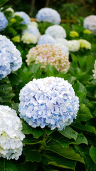 a beautiful flower called hydrangea or hortensia which has white and pink colors with green leaves. there is a yellow light shining on the flower