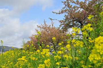 Obraz premium 菜の花と河津桜