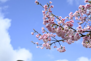 青空と河津桜