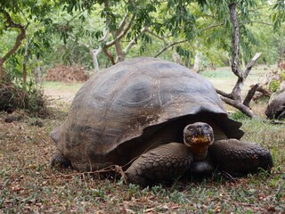 Giant Tortoise, Galapagos, Ecuador