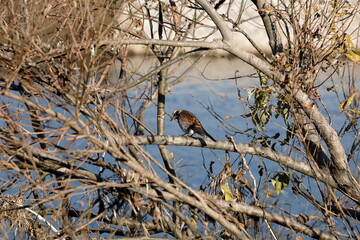 木にとまるツグミ
