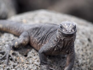 Marine Iguana, Galapagos, Ecuador