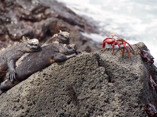 Marine Iguanas and A Crab, Galapagos, Ecuador