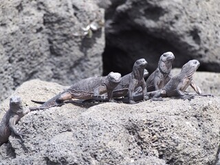 Marine Iguanas, Galapagos, Ecuador