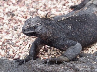 Marine Iguana, Galapagos, Ecuador