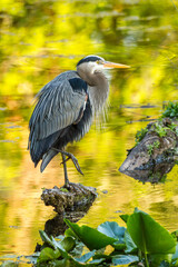 great blue heron with colors of fall reflecting off water
