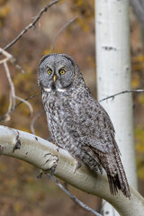 Fototapeta premium Great grey owl in aspen tree
