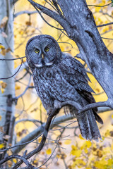 Great gray owl perched in the Teton aspens