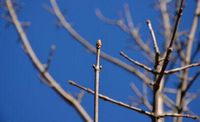 A stout tree over 30 meters high, often in old age with a massive trunk and a distinctive bark, which peels off in larger scales and resembles a sycamore tree.