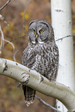great gray owl hunting from aspen tree