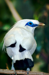 white bird with blue eye patch