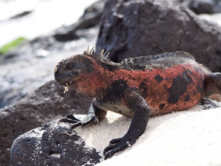 Marine Iguana, Galapagos, Ecuador
