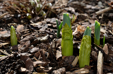 sprouting green shoots of giant ornamental garlic blooming in spiked purple flowers in a flowerbed...