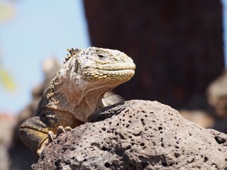 Land Iguana, Galapagos, Ecuador