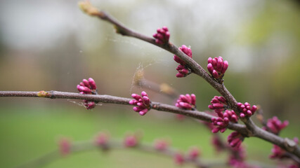 budding tree in spring
