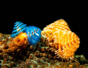 Life Underwater