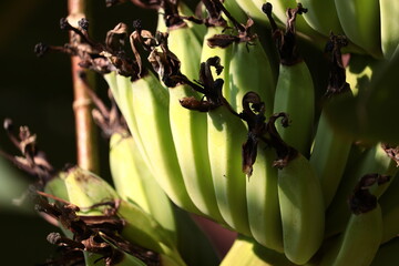 Obraz premium BANANA PLANT in india - a side view of young green banana fruit during morning sunshine.