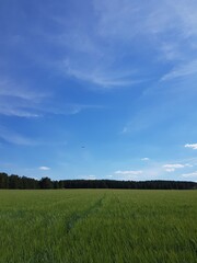 Green ears of wheat in the field