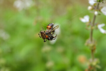 Small spider captures a bee with its web in the garden.