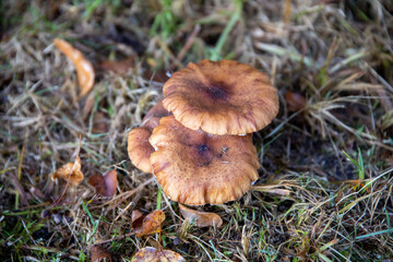 Wiesenpilz