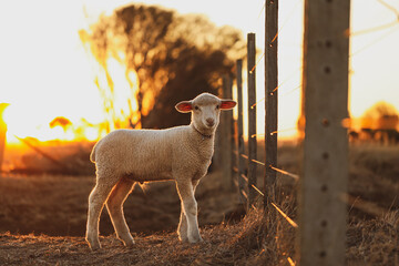 Stock image photo of beautiful young pet lamb wearing collar standing near farm fence in golden sun...