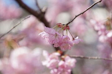 ハツミヨザクラ